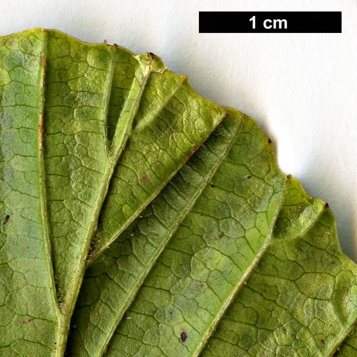 High resolution image: Family: Hamamelidaceae - Genus: Hamamelis - Taxon: japonica - SpeciesSub: var. obtusata